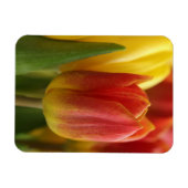 Vibrant Yellow and Red Tulips Garden Photo Magnet (Horizontal)