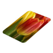 Vibrant Yellow and Red Tulips Garden Photo Magnet (Linke Seite)