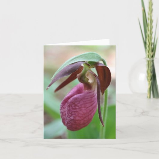 Vibrante Frauenschuh-Blumenfotografie  (Vorderseite)