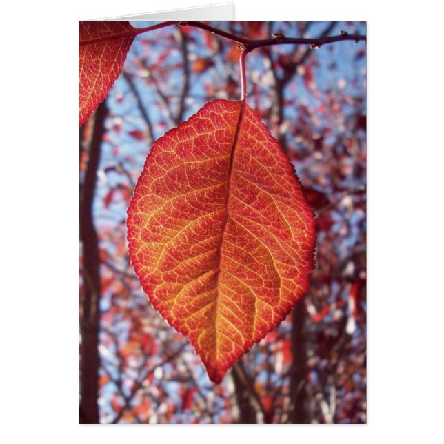 Vibrierende Helligkeit (Vorne)