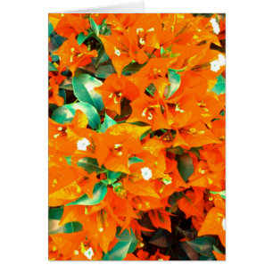 Vibrierende orange Bouganvilla-Blumen