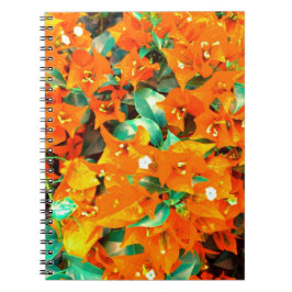 Vibrierende orange Bouganvilla-Blumen Notizblock