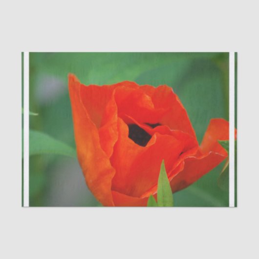 Vibrierende orange Mohnblume Seidenpapier (Vorderseite)