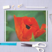 Vibrierende orange Mohnblume Seidenpapier (Handwerk)