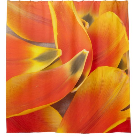 Vibrierende orange Tulpe-Blumenblatt-Fotografie Duschvorhang (Vorderseite)