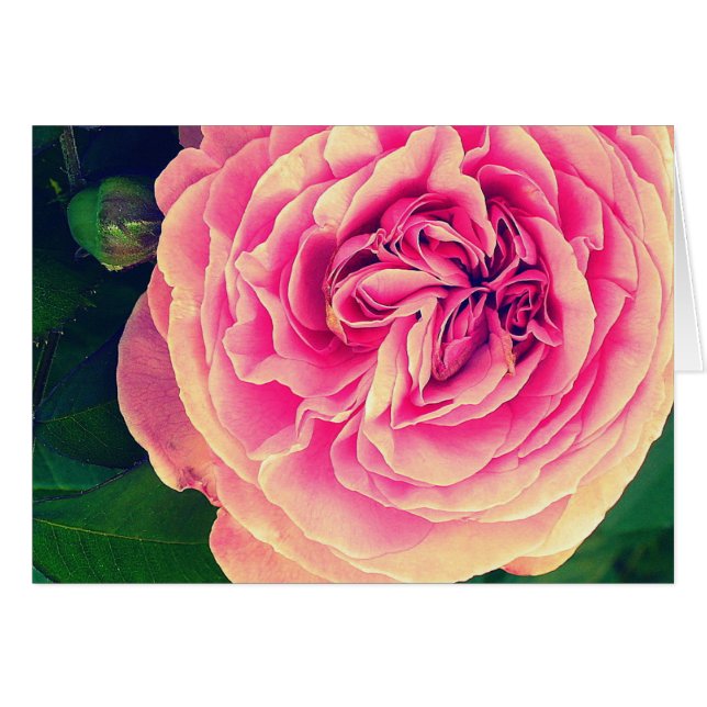 Vibrierende Rose (Vorderseite (Horizontal))