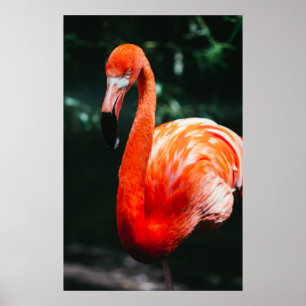 VIBRIERENDER FLAMINGO - FOTOGRAFIE POSTER
