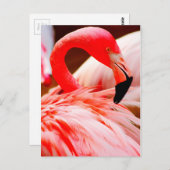 Vibrierender rosa Feder-Flamingo Postkarte (Vorne/Hinten)