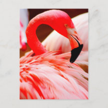 Vibrierender rosa Feder-Flamingo