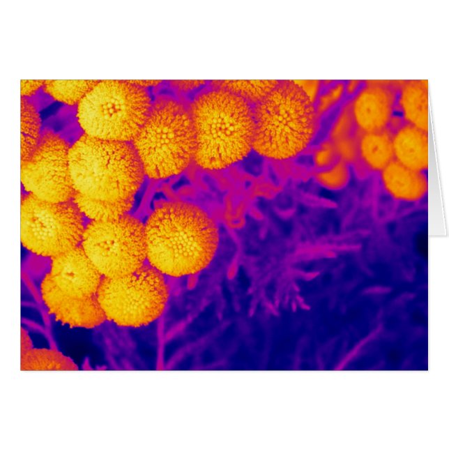 Vibrierender Tansy (Vorderseite (Horizontal))
