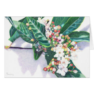 Viburnum