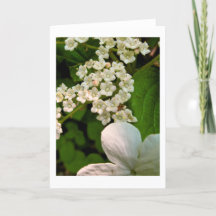 Viburnum auf dem Sterling-Teich