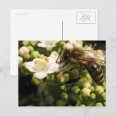 Viburnum Postkarte (Vorne/Hinten)