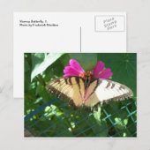 Viceroy Butterfly, 1 Postkarte (Vorne/Hinten)