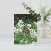 Viceroy Butterfly Foto Postkarte (Stehend Vorderseite)