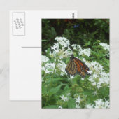 Viceroy Butterfly Foto Postkarte (Vorne/Hinten)