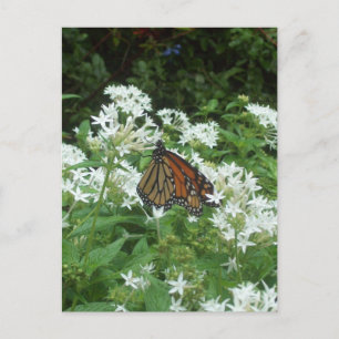 Viceroy Butterfly Foto Postkarte