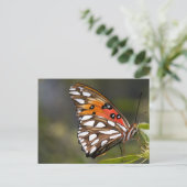 Viceroy Butterfly Postcard Postkarte (Stehend Vorderseite)