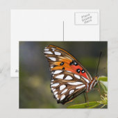 Viceroy Butterfly Postcard Postkarte (Vorne/Hinten)