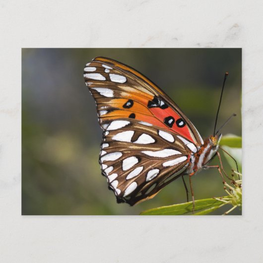 Viceroy Butterfly Postcard Postkarte (Vorderseite)