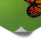 Viceroy Butterfly Poster (Ecke)
