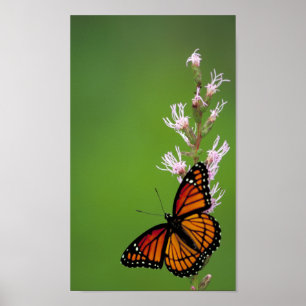 Viceroy Butterfly Poster