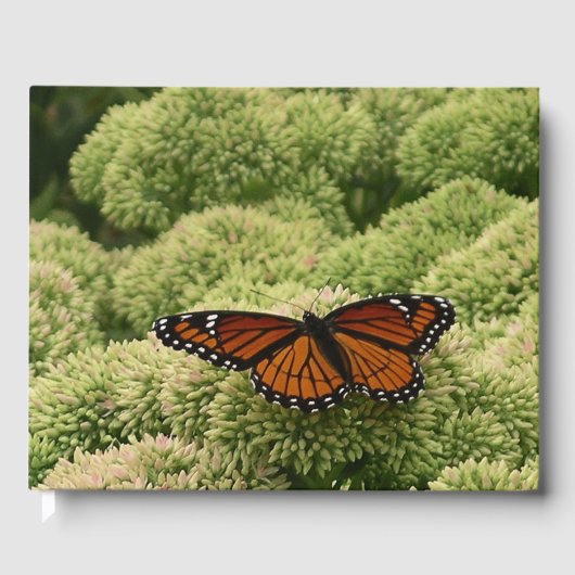 Viceroy Butterfly Schöne Naturfotografie Gästebuch (Vorderseite)