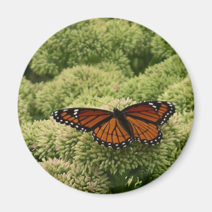 Viceroy Butterfly Schöne Naturfotografie Magnet