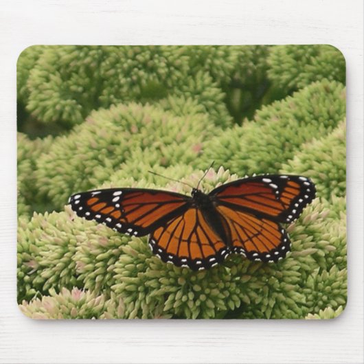 Viceroy Butterfly Schöne Naturfotografie Mousepad (Vorne)