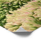 Viceroy Butterfly Schöne Naturfotografie Poster (Ecke)