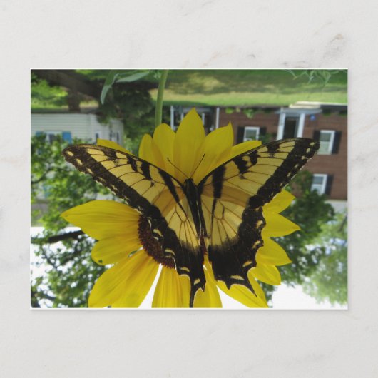 Viceroy Butterlfy Postkarte (Vorderseite)