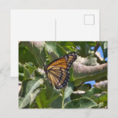 Viceroy-Schmetterling Postkarte (Vorne/Hinten)