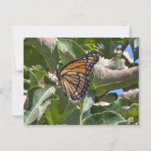 Viceroy-Schmetterling Postkarte