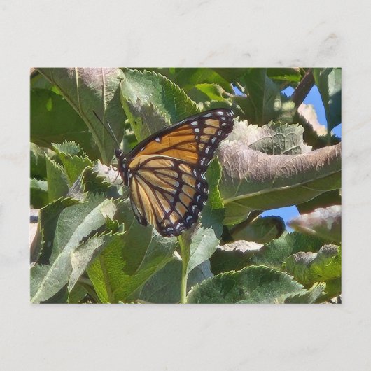 Viceroy-Schmetterling Postkarte (Vorderseite)