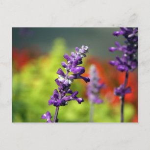 Victoria Blues Postcard Postkarte