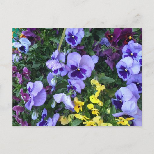 Victoria Blume Postkarte (Vorderseite)