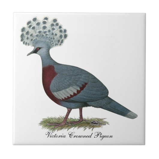 Victoria Crowned Pigeon Fliese (Vorderseite)