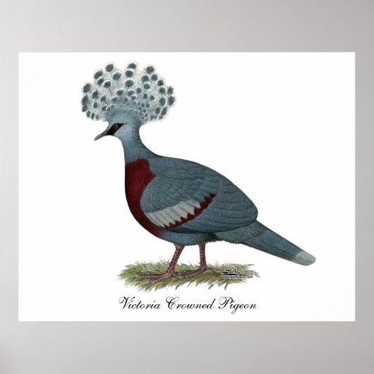 Victoria Crowned Pigeon Poster (Vorne)