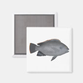 Victoria Tilapia Magnet (Vorderseite/Rückseite)