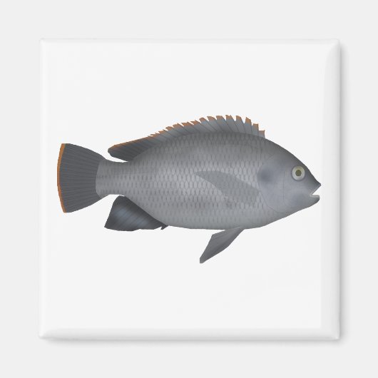 Victoria Tilapia Magnet (Vorne)
