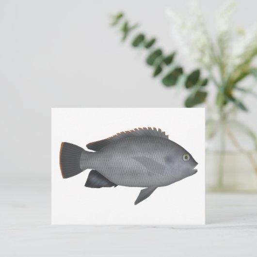 Victoria Tilapia Postkarte (Stehend Vorderseite)