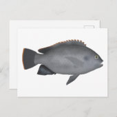 Victoria Tilapia Postkarte (Vorne/Hinten)