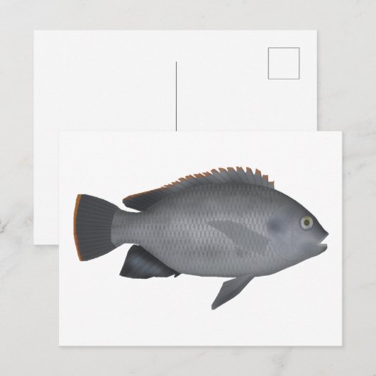 Victoria Tilapia Postkarte (Vorne/Hinten)