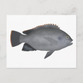 Victoria Tilapia Postkarte (Vorderseite)