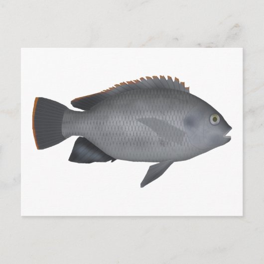 Victoria Tilapia Postkarte (Vorderseite)