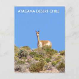 Vicuna Atacama Wüste, Chile Postcard - Vertikal Postkarte
