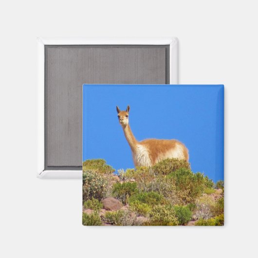 Vicuña blau magnet (Vorderseite/Rückseite)