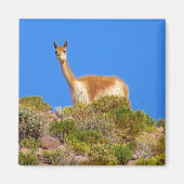 Vicuña blau magnet (Vorne)