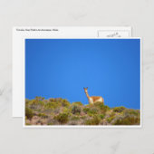 Vicuña blau postkarte (Vorne/Hinten)