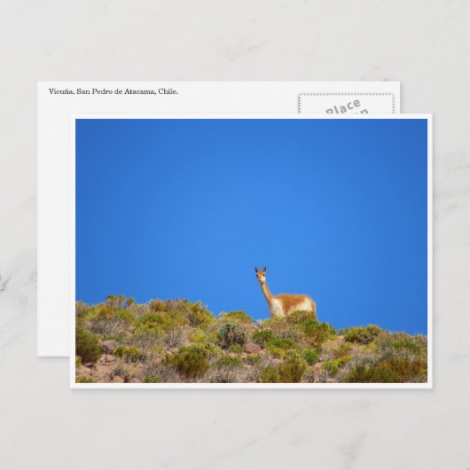Vicuña blau postkarte (Vorne/Hinten)